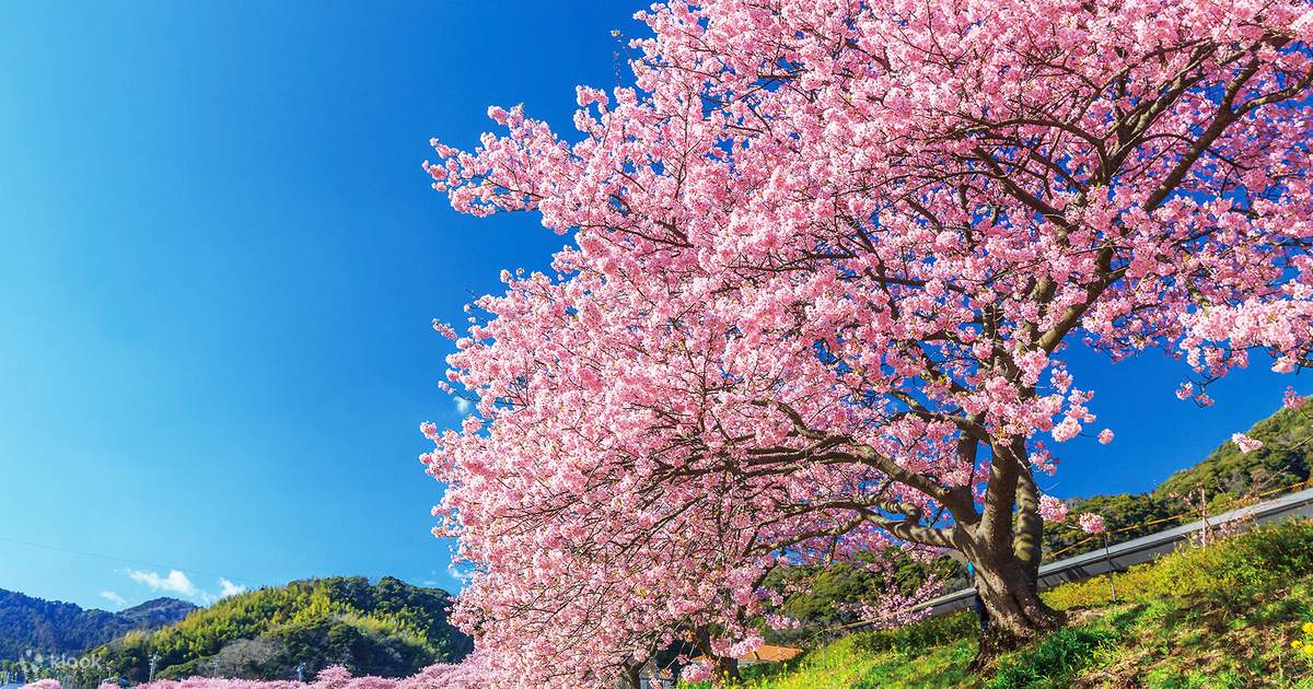 桜シーズン9名限定小グループ】伊豆お花見と海観光日帰りツアー | 河津
